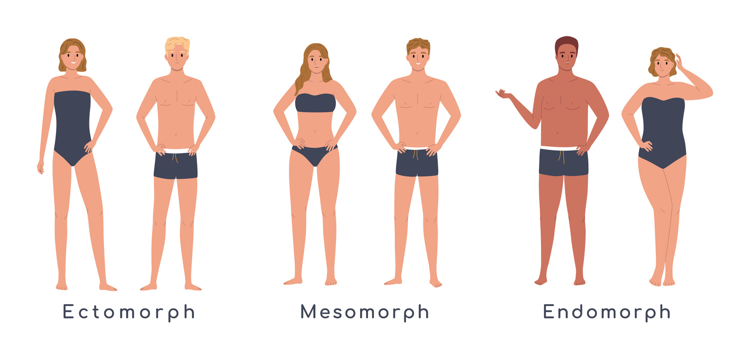 Types of Body Shapes - Illustrations of Mesomorph, Endomorph, Ectomorph